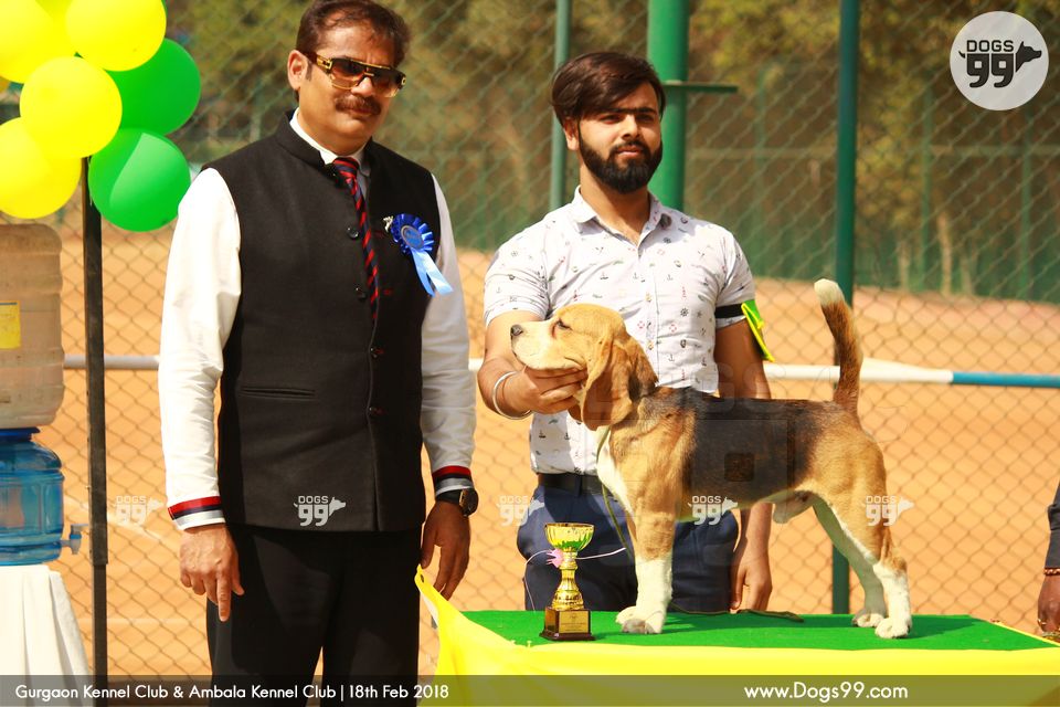Gurgaon Dog Show 2018 220 Dog Shows