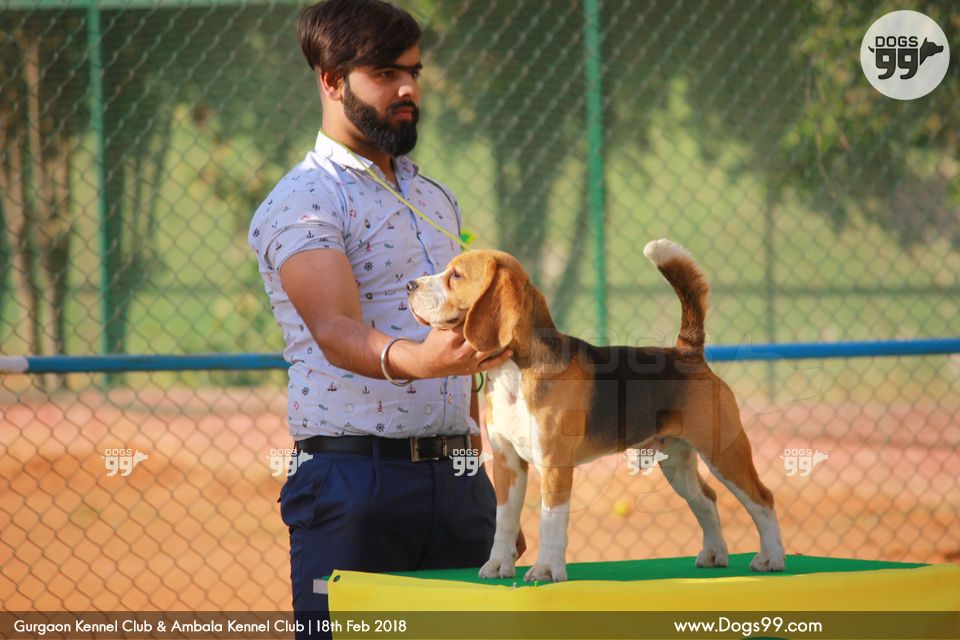 Gurgaon Dog Show 2018 220 Dog Shows