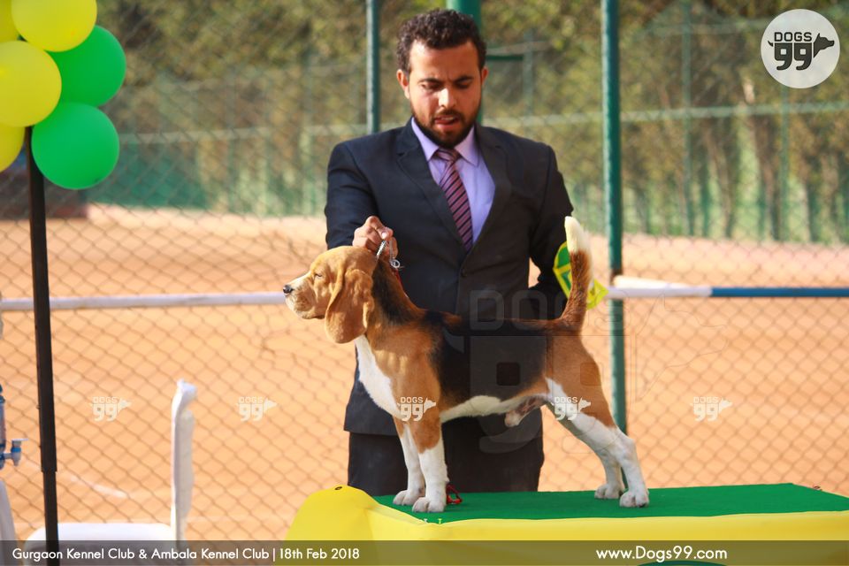 Gurgaon Dog Show 2018 220 Dog Shows