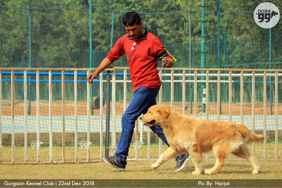 Gurgaon Dog Show 2018 258 Dog Shows