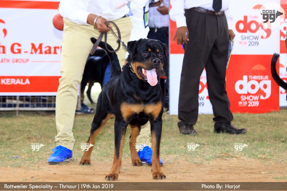 Rottweiler Speciality Thrissur 2019 266 | Dog Shows