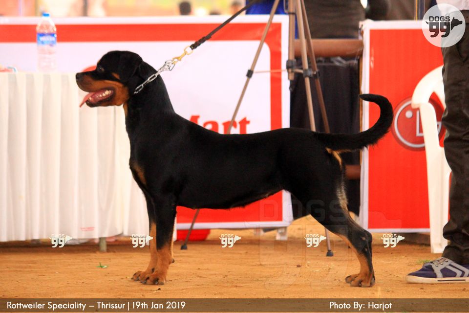 Rottweiler Speciality Thrissur 2019 266 | Dog Shows