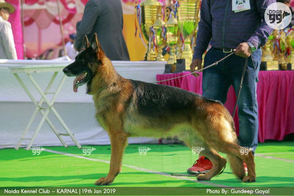 Noida Kennel Club Karnal 2019 268 Dog Shows