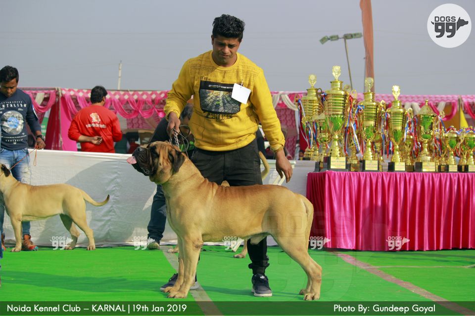 Noida Kennel Club Karnal 2019 268 Dog Shows