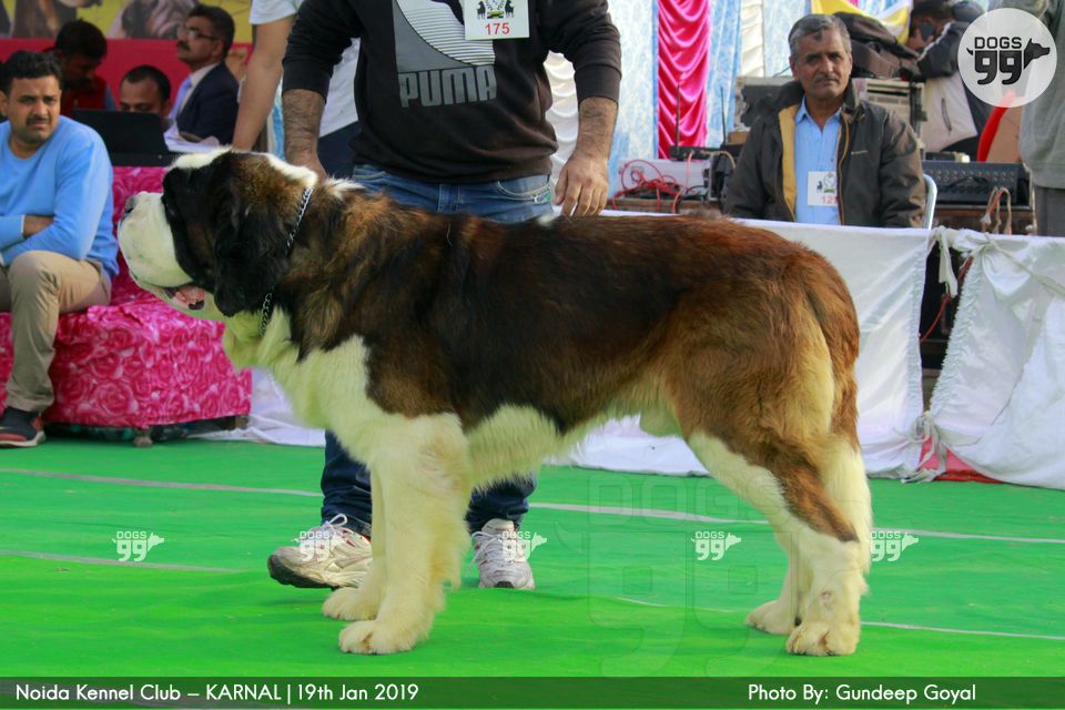 Noida Kennel Club Karnal 2019 268 Dog Shows
