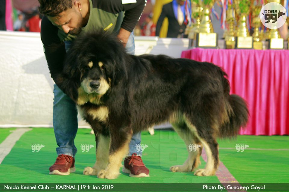 Noida Kennel Club Karnal 2019 268 Dog Shows