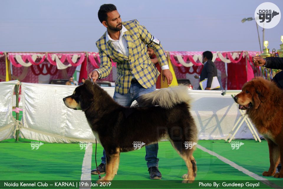 Noida Kennel Club Karnal 2019 268 Dog Shows