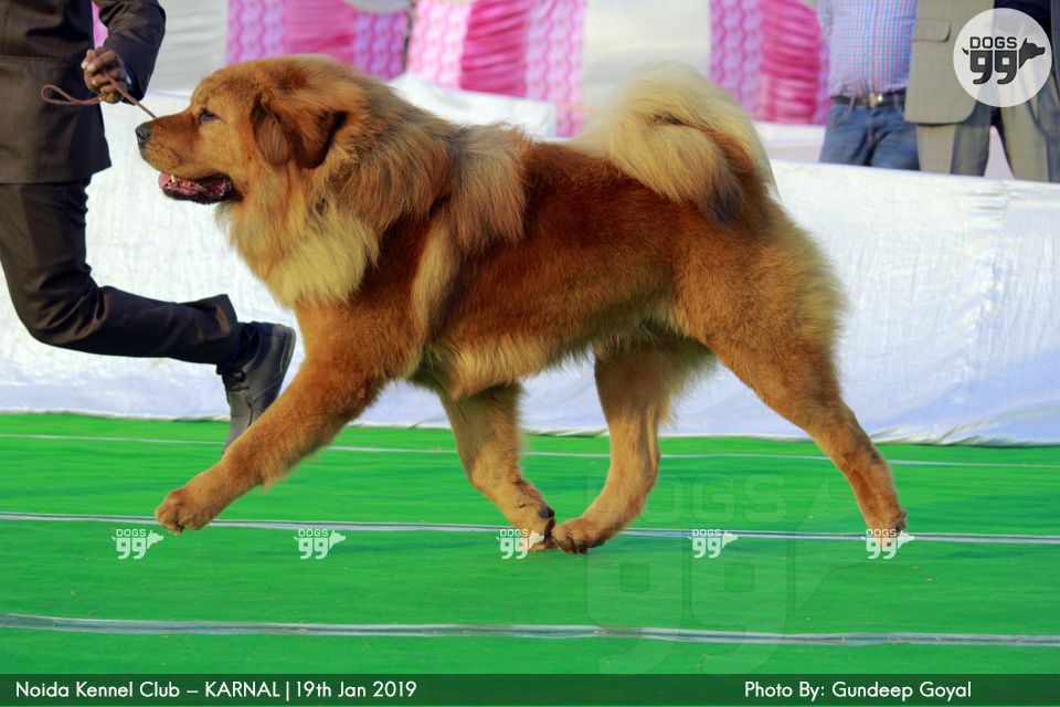 Noida Kennel Club Karnal 2019 268 Dog Shows