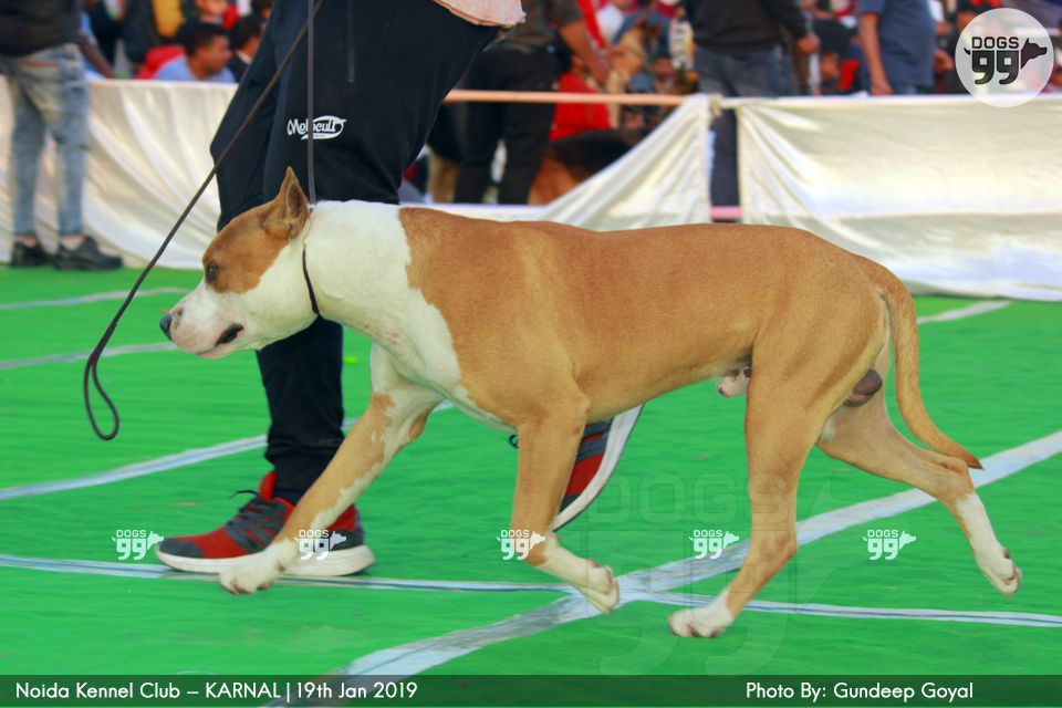 Noida Kennel Club Karnal 2019 268 Dog Shows