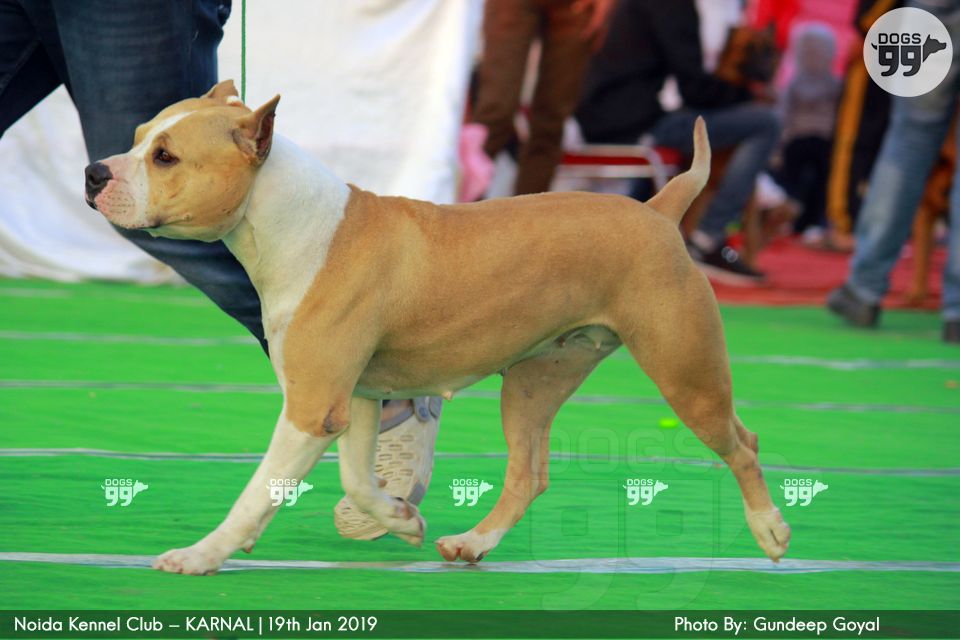 Noida Kennel Club Karnal 2019 268 Dog Shows