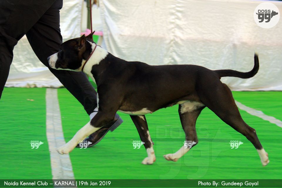 Noida Kennel Club Karnal 2019 268 Dog Shows