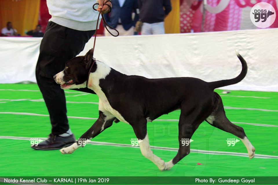Noida Kennel Club Karnal 2019 268 Dog Shows