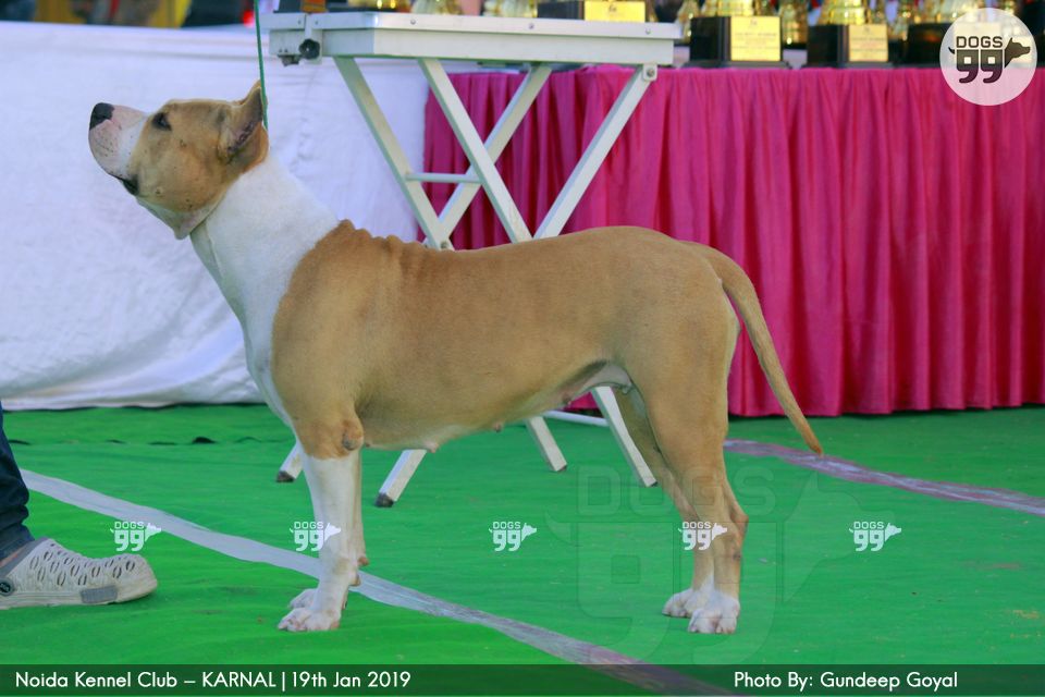 Noida Kennel Club Karnal 2019 268 Dog Shows