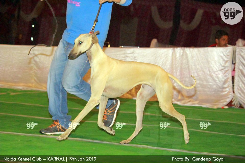 Noida Kennel Club Karnal 2019 268 Dog Shows