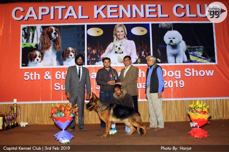 Capital Dog Show Delhi 2019 275 Dog Shows