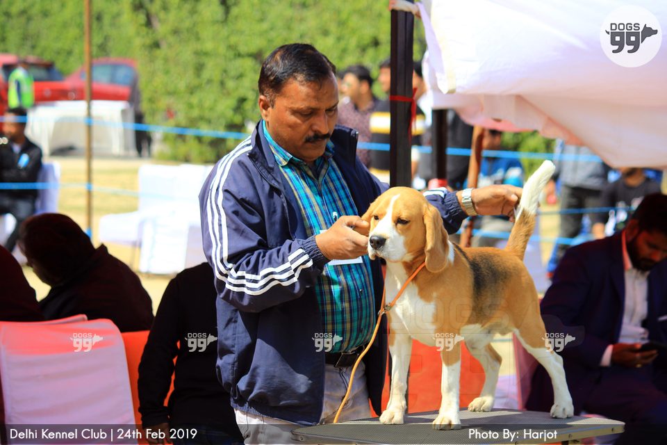 Delhi Dog Show 2019 280 Dog Shows