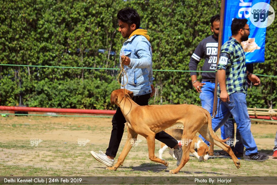 Delhi Dog Show 2019 280 Dog Shows