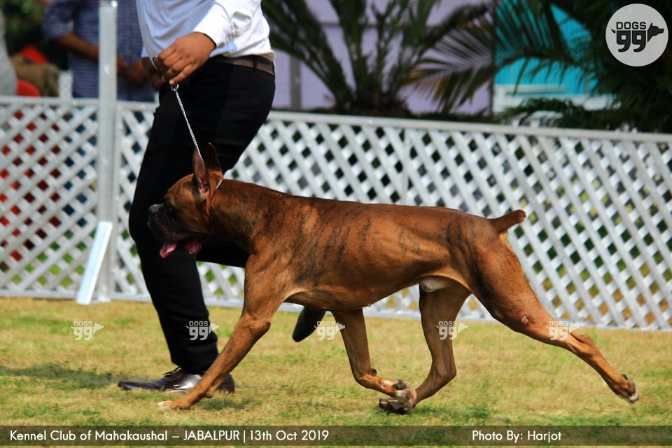Jabalpur Dog Show 2019 292 Dog Shows