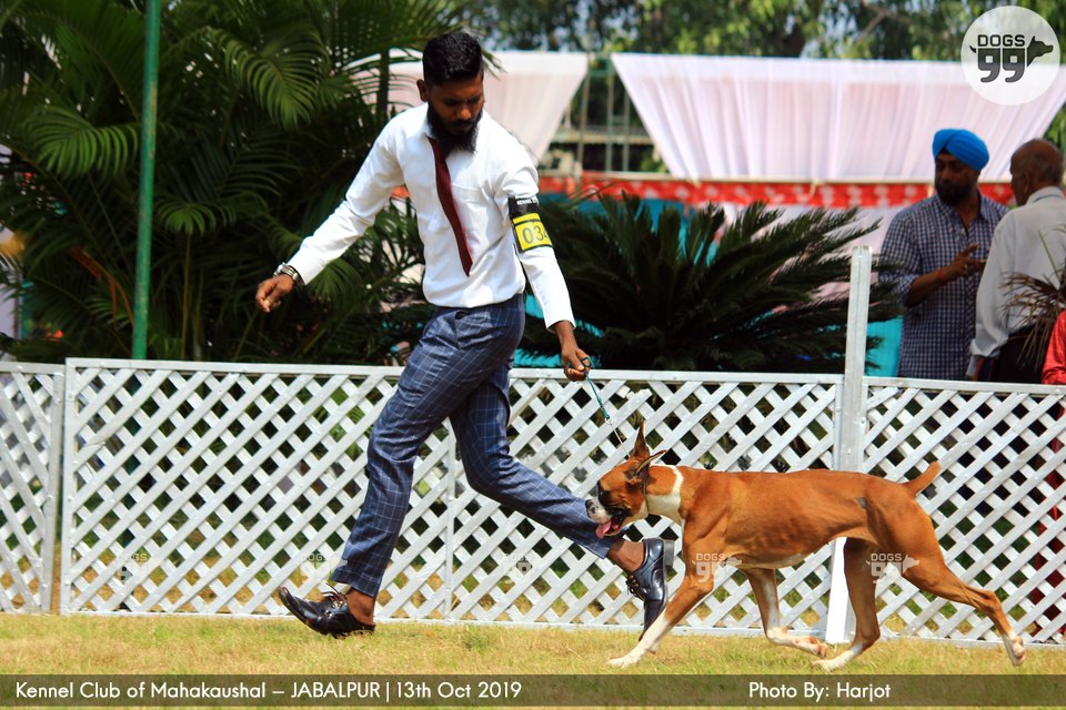 Jabalpur Dog Show 2019 292 Dog Shows