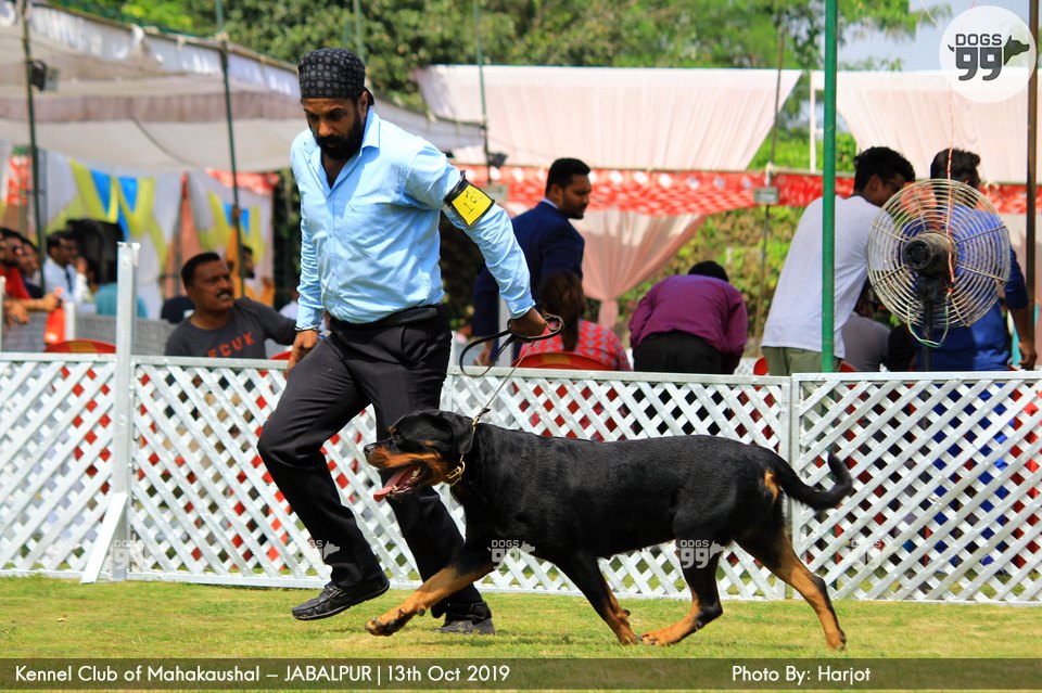 Jabalpur Dog Show 2019 292 Dog Shows
