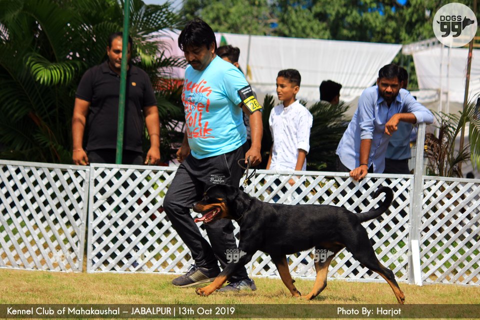 Jabalpur Dog Show 2019 292 Dog Shows
