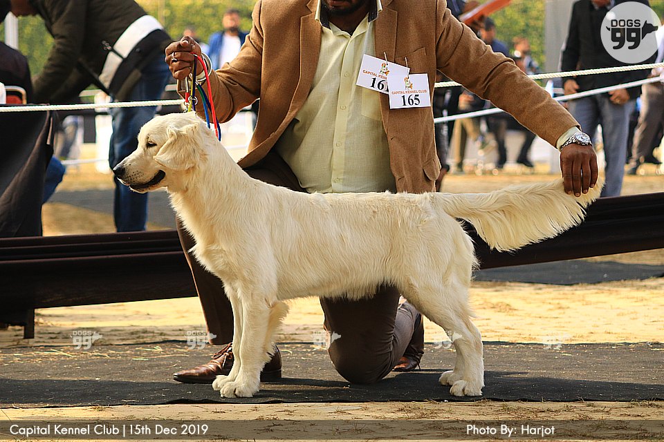 Capital Dog Show Delhi 2019 316 Dog Shows