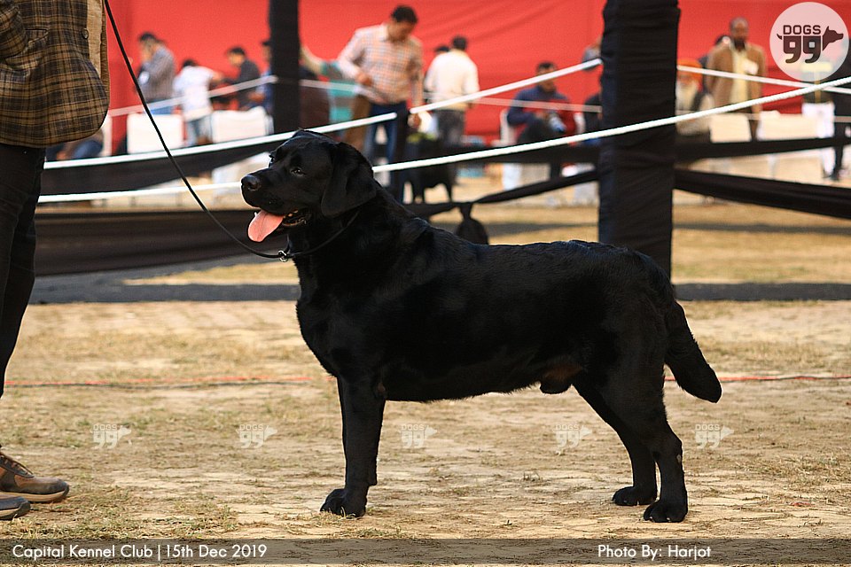 Capital Dog Show Delhi 2019 316 Dog Shows