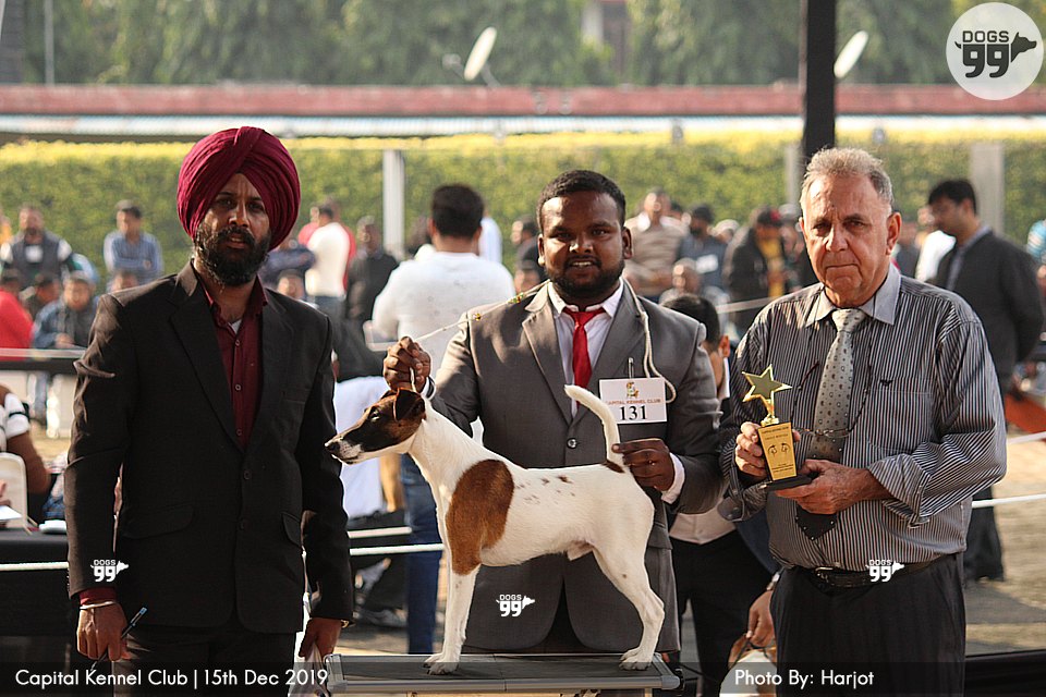 Capital Dog Show Delhi 2019 316 Dog Shows