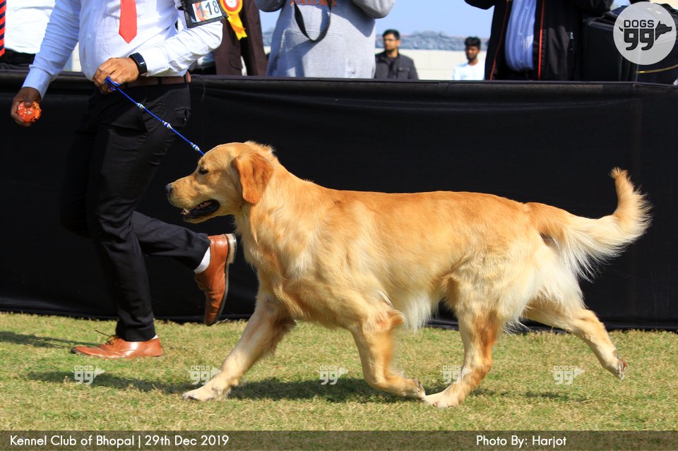 Bhopal Dog Show 2019 322 Dog Shows
