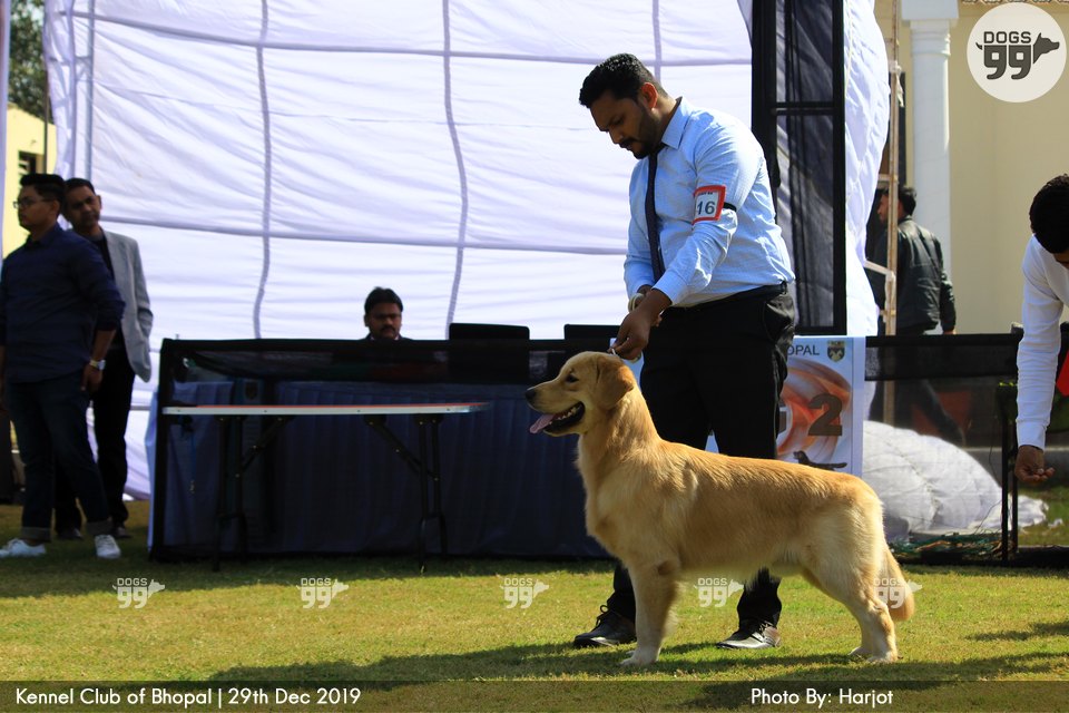 Bhopal Dog Show 2019 322 Dog Shows