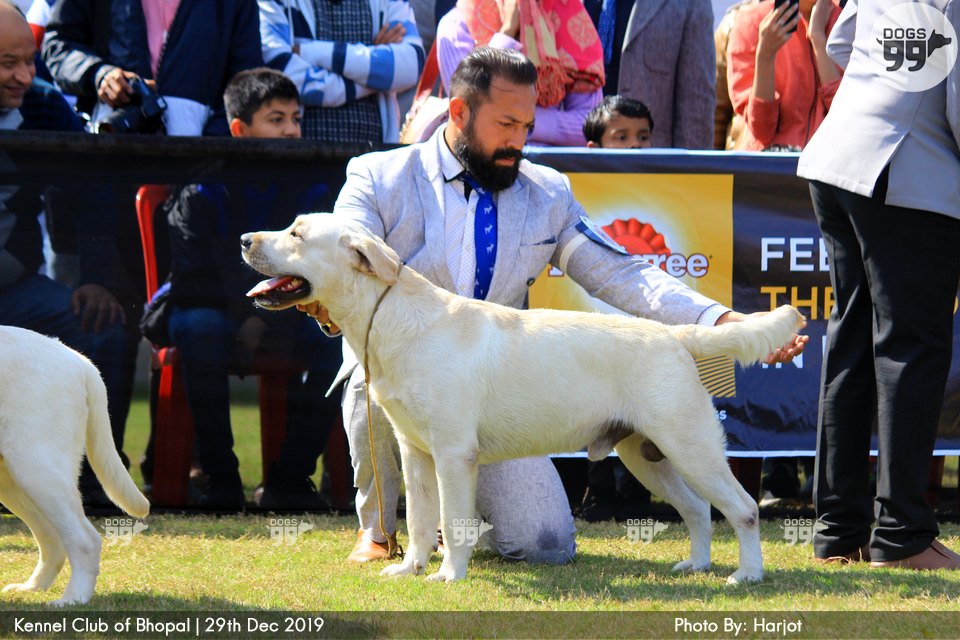 Bhopal Dog Show 2019 322 Dog Shows