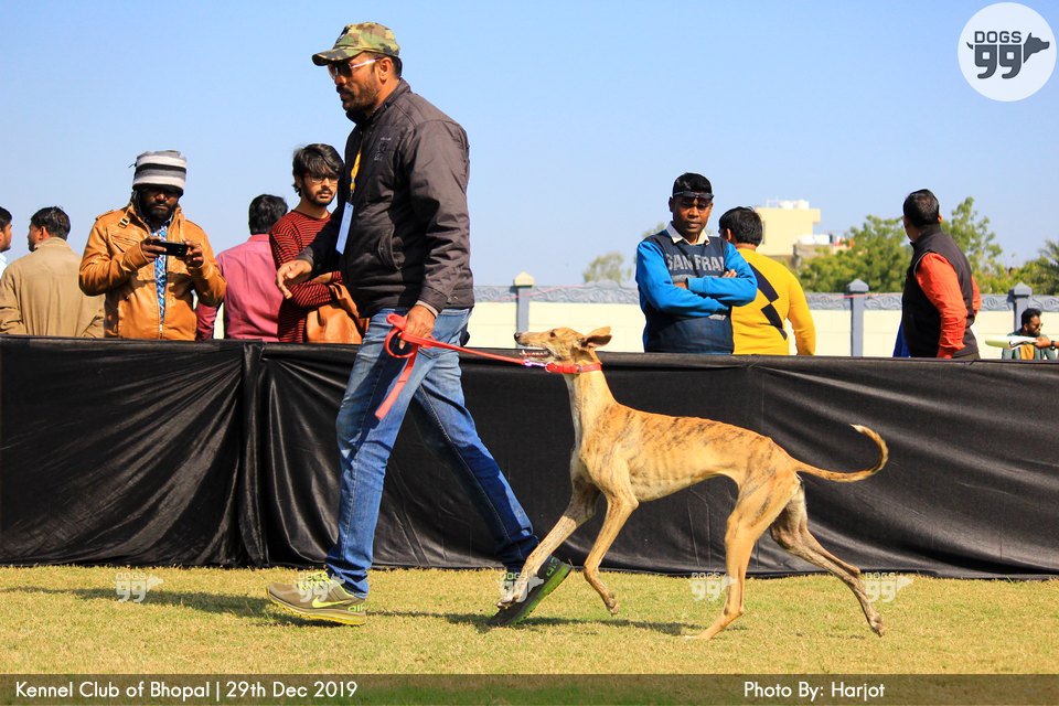 Bhopal Dog Show 2019 322 Dog Shows