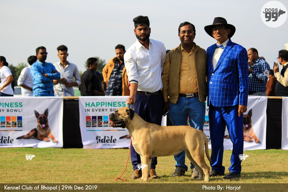 Bhopal Dog Show 2019 322 Dog Shows