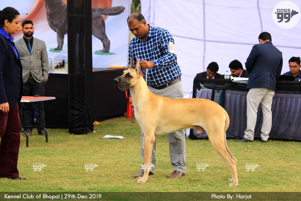 Bhopal Dog Show 2019 322 Dog Shows