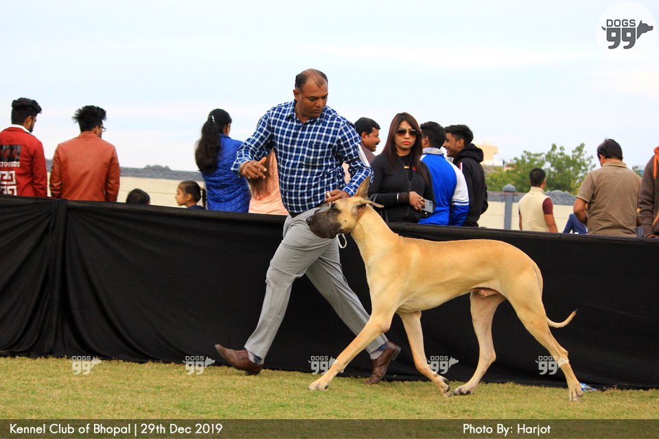 Bhopal Dog Show 2019 322 Dog Shows