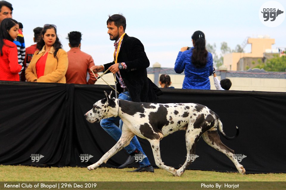 Bhopal Dog Show 2019 322 Dog Shows