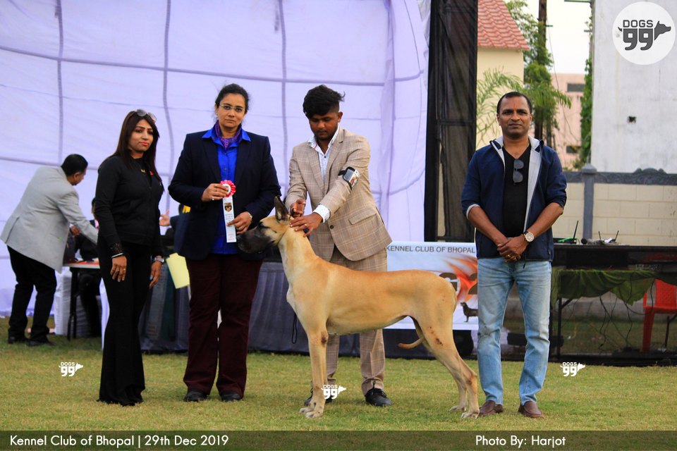 Bhopal Dog Show 2019 322 Dog Shows