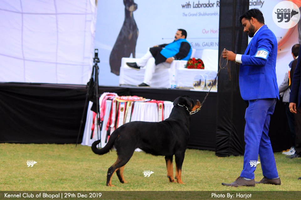 Bhopal Dog Show 2019 322 Dog Shows