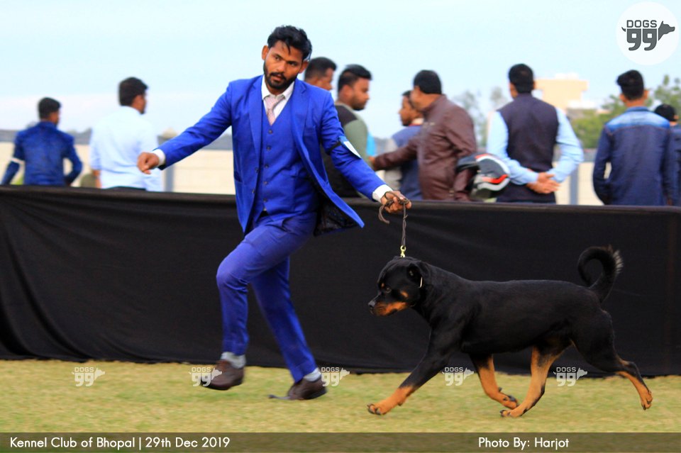 Bhopal Dog Show 2019 322 Dog Shows