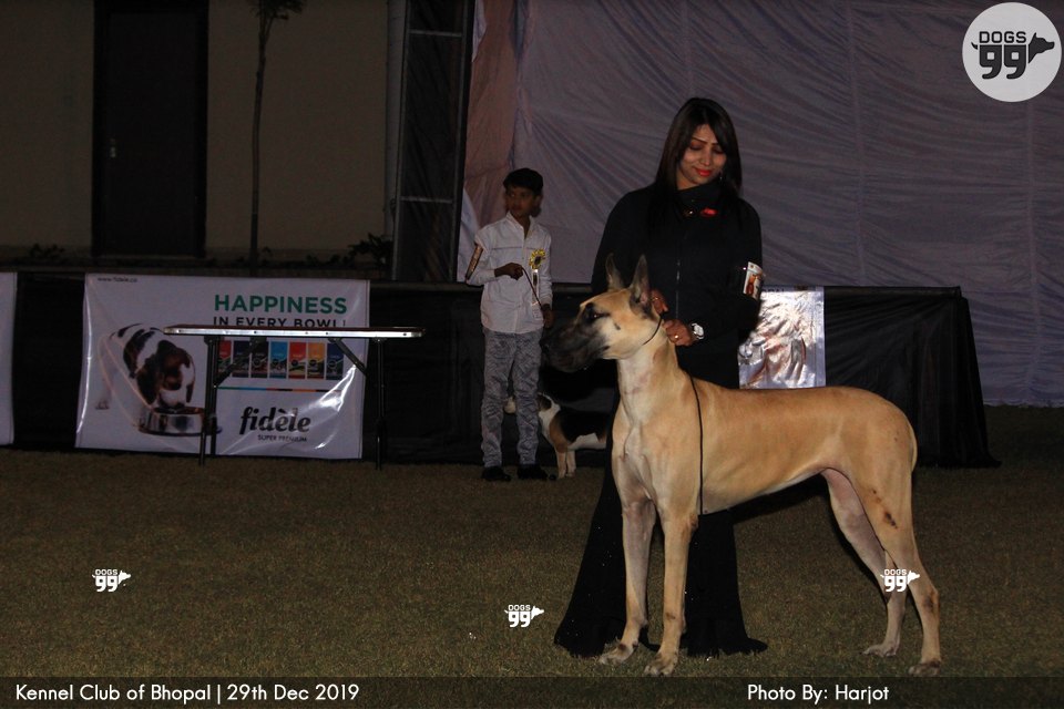 Bhopal Dog Show 2019 322 Dog Shows