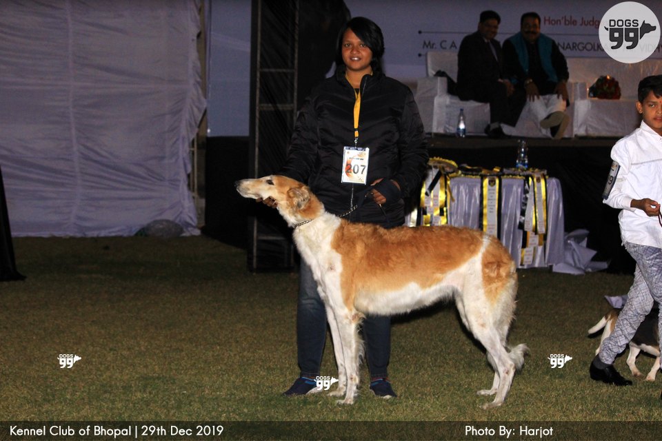 Bhopal Dog Show 2019 322 Dog Shows