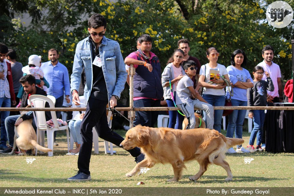 Ahmedabad Dog Show Inkc 2020 326 Dog Shows
