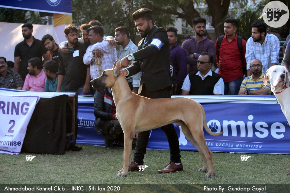Ahmedabad Dog Show Inkc 2020 326 Dog Shows