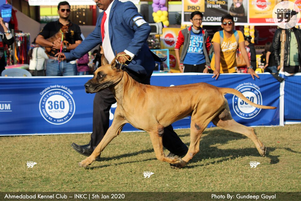 Ahmedabad Dog Show Inkc 2020 326 Dog Shows