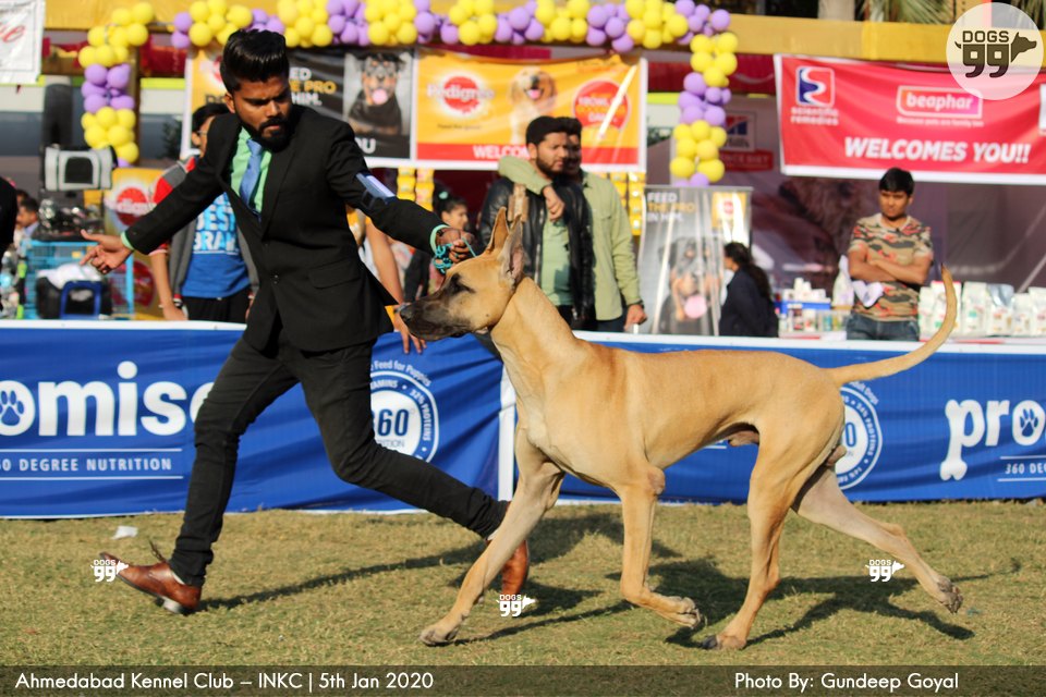 Ahmedabad Dog Show Inkc 2020 326 Dog Shows