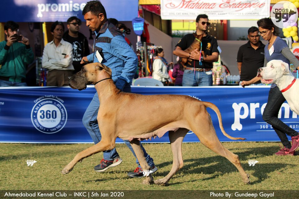 Ahmedabad Dog Show Inkc 2020 326 Dog Shows