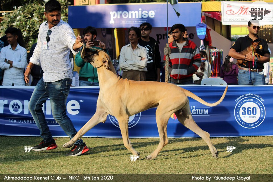 Ahmedabad Dog Show Inkc 2020 326 Dog Shows