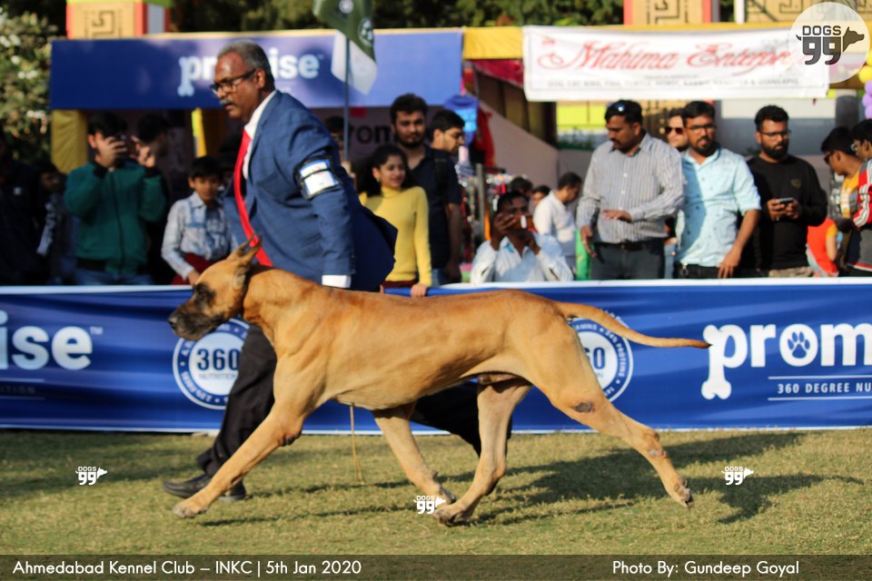 Ahmedabad Dog Show Inkc 2020 326 Dog Shows