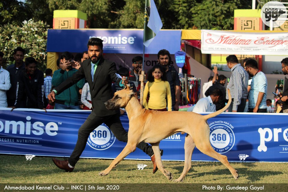 Ahmedabad Dog Show Inkc 2020 326 Dog Shows
