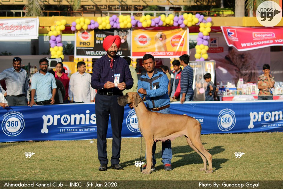 Ahmedabad Dog Show Inkc 2020 326 Dog Shows